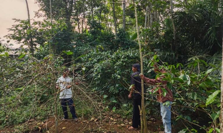Universitas Kristen Satya Wacana (UKSW) bekerja sama dengan Kementerian Pendidikan Tinggi, Sains, dan Teknologi Republik Indonesia meluncurkan program strategis pemberdayaan usaha tani kopi berbasis komunitas di Dusun Cukil, Kabupaten Semarang, sejak Juni hingga Desember 2025, guna mengoptimalkan potensi lokal secara berkelanjutan.