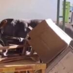 Seekor sapi seberat 700 kilogram lepas di Pasar Hewan Ambarawa, Rabu (3/9/2025), menabrak tiga warung dan satu motor hingga menimbulkan kepanikan. Kepala UPTD Puskeswan dan RPH Semarang, Muhammad Hidayat, memastikan kerugian kecil dan telah diselesaikan secara kekeluargaan, membantah isu ganti rugi Rp8 juta.