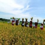 Petani Desa Kemetul, Susukan, Kabupaten Semarang, mulai menerapkan padi semi organik pada Kamis (27/11/2025) dengan pupuk cair berbahan limbah tahu. Program oleh Gapoktan Sidomulyo ini dilakukan untuk menekan biaya pupuk kimia, meningkatkan hasil panen hingga 6,9 ton per hektare, serta menjaga kelestarian lahan pertanian.