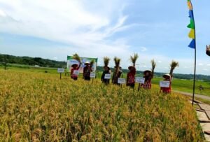 Petani Desa Kemetul, Susukan, Kabupaten Semarang, mulai menerapkan padi semi organik pada Kamis (27/11/2025) dengan pupuk cair berbahan limbah tahu. Program oleh Gapoktan Sidomulyo ini dilakukan untuk menekan biaya pupuk kimia, meningkatkan hasil panen hingga 6,9 ton per hektare, serta menjaga kelestarian lahan pertanian.