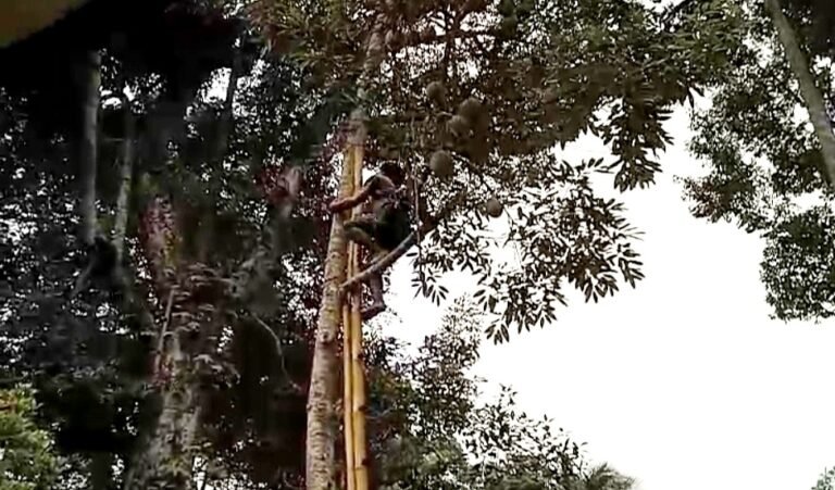 Petani durian di Desa Brongkol, Kabupaten Semarang, mengeluhkan panen durian 2026 yang menurun drastis. Keluhan disampaikan petani lokal pada 20 Januari 2026, setelah musim panen meleset. Tingginya curah hujan diduga menyebabkan bunga rontok, sehingga produksi berkurang dan berdampak pada pendapatan warga serta ketersediaan durian di pasaran.