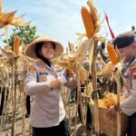 Panen jagung serentak digelar Polres Semarang bersama kelompok tani di Desa Candirejo, Pringapus, Kabupaten Semarang, Kamis (8/1/2026), sebagai bagian program ketahanan pangan. Kegiatan ini bertujuan meningkatkan produktivitas jagung melalui pendampingan, pengembangan benih lokal Serasi 38, perluasan lahan, serta penyerapan hasil panen ke Bulog.