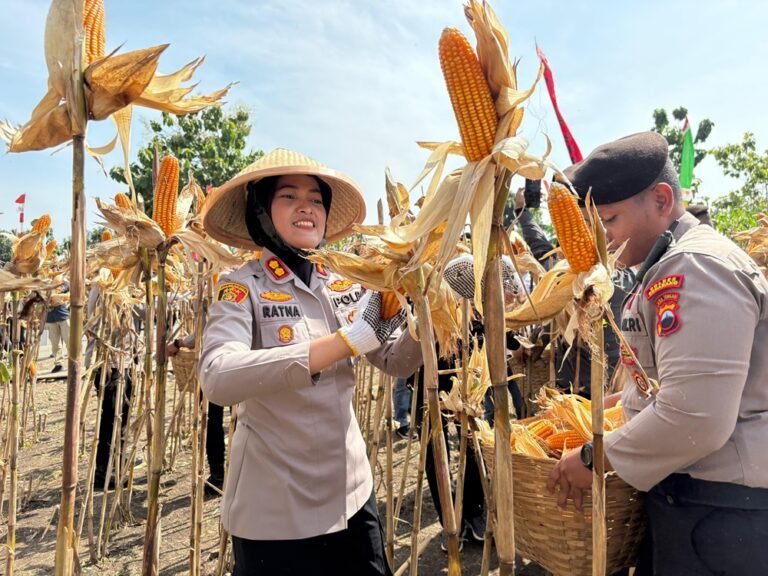 Panen jagung serentak digelar Polres Semarang bersama kelompok tani di Desa Candirejo, Pringapus, Kabupaten Semarang, Kamis (8/1/2026), sebagai bagian program ketahanan pangan. Kegiatan ini bertujuan meningkatkan produktivitas jagung melalui pendampingan, pengembangan benih lokal Serasi 38, perluasan lahan, serta penyerapan hasil panen ke Bulog.