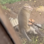 Video kawanan monyet ekor panjang viral setelah menyerbu permukiman warga Dusun Gintungan, Desa Gogik, Ungaran Barat, Kabupaten Semarang, Kamis (29/1/2026). Warga terdampak melaporkan tanaman rusak dan anak-anak ketakutan. Mereka meminta solusi pemindahan monyet karena upaya pengusiran dan jebakan belum berhasil dilakukan pihak terkait.