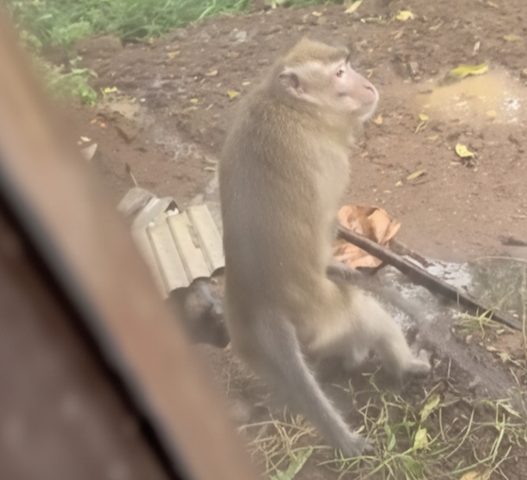 Video kawanan monyet ekor panjang viral setelah menyerbu permukiman warga Dusun Gintungan, Desa Gogik, Ungaran Barat, Kabupaten Semarang, Kamis (29/1/2026). Warga terdampak melaporkan tanaman rusak dan anak-anak ketakutan. Mereka meminta solusi pemindahan monyet karena upaya pengusiran dan jebakan belum berhasil dilakukan pihak terkait.