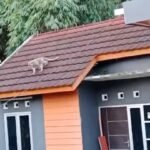 Seekor monyet ekor panjang berkeliaran di atap rumah warga Griya Ungaran Residence V, Ungaran Timur, Kabupaten Semarang, Senin 19 Januari 2026. Kejadian ini membuat warga resah karena satwa tampak agresif. BPBD bersama Damkar melakukan pengecekan dan edukasi, menduga monyet hanya melintas dan belum ditemukan kembali.