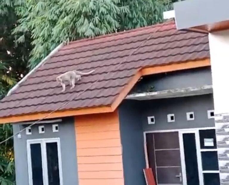 Seekor monyet ekor panjang berkeliaran di atap rumah warga Griya Ungaran Residence V, Ungaran Timur, Kabupaten Semarang, Senin 19 Januari 2026. Kejadian ini membuat warga resah karena satwa tampak agresif. BPBD bersama Damkar melakukan pengecekan dan edukasi, menduga monyet hanya melintas dan belum ditemukan kembali.