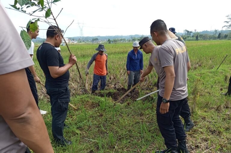 Sekitar 25 hektare lahan padi di Tingkir Tengah, Salatiga, gagal panen akibat serangan hama tikus. Pemerintah kelurahan bersama ratusan petani, TNI-Polri dan relawan menggelar gopyokan di area persawahan, Kamis (12/2/2026). Langkah ini ditempuh setelah kerugian mencapai 80 persen, dengan pembasmian tikus memakai bom asap belerang dan penggalian sarang.