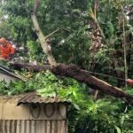 Sebuah pohon petai setinggi 20 meter patah menimpa rumah warga milik Mutiah di Dusun Lerep, Ungaran Barat, Kabupaten Semarang, Selasa (3/2/2026). Kejadian dipicu hujan lebat dan angin kencang, mengakibatkan atap galvalum rusak berat. Penanganan dilakukan BPBD bersama warga.