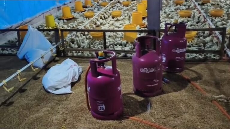 Widodo membantah tudingan penggunaan gas subsidi 3 kilogram di kandang ayam miliknya. Pemilik kandang di Suruh, Kabupaten Semarang, menyampaikan klarifikasi pada Jumat (13/2/2026). Ia menegaskan tabung hanya dititipkan sementara oleh pengantar gas karena keterbatasan muatan, sementara operasional kandang memakai gas non-subsidi 12 kilogram.