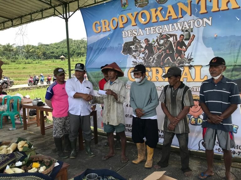 Serangan hama tikus menyebabkan petani di Desa Tegalwaton, Tengaran, gagal panen selama empat musim hingga dua tahun, Sabtu (4/4/2026), akibat ledakan populasi tikus karena rusaknya ekosistem, ditangani dengan gropyokan massal, pemasangan perangkap, serta penggunaan asap belerang untuk membasmi hama.