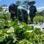 SMKN 1 Bawen mengekspor edamame ke Jepang melalui kerja sama industri sebagai bagian pembelajaran berbasis produksi, Kamis (23/4/2026). Program di lahan 3 hektare ini melibatkan 400 siswa dan dikembangkan sejak empat bulan terakhir untuk memenuhi permintaan pasar sekaligus mencetak lulusan berdaya saing global.