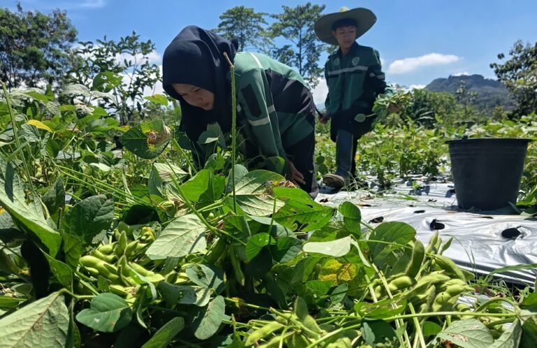 SMKN 1 Bawen mengekspor edamame ke Jepang melalui kerja sama industri sebagai bagian pembelajaran berbasis produksi, Kamis (23/4/2026). Program di lahan 3 hektare ini melibatkan 400 siswa dan dikembangkan sejak empat bulan terakhir untuk memenuhi permintaan pasar sekaligus mencetak lulusan berdaya saing global.