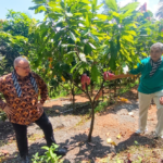 INSTIPER bersama CIRAD menggelar pelatihan smart agroforestry dalam program INDOKAKAO di Ungaran, 14–17 April 2026, untuk meningkatkan kualitas kakao dan menarik minat Gen Z. Pendekatan ini menggabungkan teknologi dan diversifikasi tanaman guna memperkuat ekonomi petani serta menjawab tantangan produktivitas dan mutu kakao nasional.