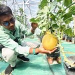 Program ketahanan pangan hortikultura melalui BUMDes Mekar Wijaya mulai membuahkan hasil di Desa Wonoyoso, Pringapus, Semarang, Selasa (21/4/2026), saat panen perdana melon premium digelar. Dikelola modern dengan konsep petik sendiri, program ini dipilih karena risiko rendah dan permintaan tinggi, sekaligus menjadi edukasi dan peluang ekonomi bagi masyarakat.
