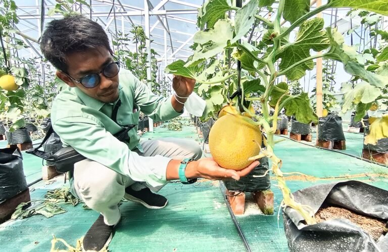 Program ketahanan pangan hortikultura melalui BUMDes Mekar Wijaya mulai membuahkan hasil di Desa Wonoyoso, Pringapus, Semarang, Selasa (21/4/2026), saat panen perdana melon premium digelar. Dikelola modern dengan konsep petik sendiri, program ini dipilih karena risiko rendah dan permintaan tinggi, sekaligus menjadi edukasi dan peluang ekonomi bagi masyarakat.