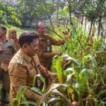 Pemerintah Kota Salatiga menggelar panen perdana sorgum dan padi kering di BBI Pulutan pada Senin (13/4/2026) untuk menguji ketahanan pangan. Wali Kota Robby Hernawan menyebut program ini memanfaatkan lahan hijau belum tergarap, meski hasil padi kering masih dievaluasi akibat kendala hama dan teknis selama masa tanam.