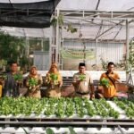 BUMDes Menara Desa Karangduren, Kecamatan Tengaran, Kabupaten Semarang terus mengembangkan usaha ketahanan pangan berbasis hidroponik sejak 2025 dengan membudidayakan selada premium di greenhouse desa. Pengelolaan usaha yang didukung dana desa dan pemasaran hingga luar daerah itu kini mampu menyumbang sekitar 60 persen Pendapatan Asli Desa (PADes).