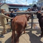 Bupati Semarang Ngesti Nugraha mengimbau masyarakat menggunakan kemasan ramah lingkungan seperti besek, daun jati, dan daun pisang untuk pembagian daging kurban Iduladha 1447 H di Kabupaten Semarang. Imbauan disampaikan saat meninjau Pasar Hewan Ambarawa pada Selasa (26/5/2026) sebagai upaya mengurangi sampah plastik serta mendorong pengelolaan limbah kurban yang lebih baik dan tidak mencemari lingkungan.