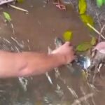 Warga Dusun Gading, Kecamatan Tengaran, Kabupaten Semarang mengeluhkan dugaan pencemaran Kali Serang yang terjadi selama tiga hari terakhir hingga menyebabkan ikan lokal mati, air menimbulkan rasa gatal, dan bau menyengat tercium sampai permukiman warga, Selasa (19/5/2026). Warga bersama karang taruna menyisir aliran sungai sejauh sekitar 10 kilometer untuk menelusuri sumber limbah yang diduga dibuang pada waktu tertentu.
