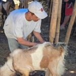 Ekonomi Lesu, Penjualan Kambing Kurban di Salatiga Sepi Pembeli