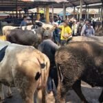 Sehari menjelang Hari Raya Iduladha 1447 Hijriah, Pasar Hewan Ambarawa di Kabupaten Semarang menerima lebih dari 300 ekor sapi pada Selasa (26/5/2026). UPTD Puskeswan memastikan seluruh hewan yang masuk dalam kondisi sehat setelah melalui pemeriksaan ketat sejak pintu masuk pasar. Aktivitas jual beli meningkat dengan harga sapi kurban berkisar Rp24 juta hingga Rp25 juta per ekor, sementara tidak ditemukan kasus Penyakit Mulut dan Kuku (PMK).