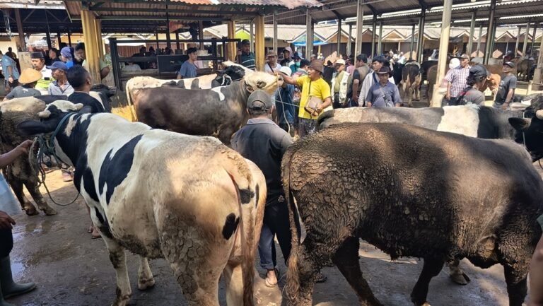 Sehari menjelang Hari Raya Iduladha 1447 Hijriah, Pasar Hewan Ambarawa di Kabupaten Semarang menerima lebih dari 300 ekor sapi pada Selasa (26/5/2026). UPTD Puskeswan memastikan seluruh hewan yang masuk dalam kondisi sehat setelah melalui pemeriksaan ketat sejak pintu masuk pasar. Aktivitas jual beli meningkat dengan harga sapi kurban berkisar Rp24 juta hingga Rp25 juta per ekor, sementara tidak ditemukan kasus Penyakit Mulut dan Kuku (PMK).