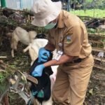 Dinas Pertanian, Perikanan dan Pangan Kabupaten Semarang bersama Balai Pelayanan Veteriner Jawa Tengah memperketat pengawasan hewan kurban di sejumlah lapak dan pasar hewan menjelang Iduladha 2026. Pemeriksaan dilakukan di Kabupaten Semarang pada 25 Mei 2026 untuk memastikan hewan dalam kondisi sehat, bebas PMK, layak disembelih, serta memenuhi ketentuan kesehatan dan syariat dengan melibatkan 306 petugas pengawas.