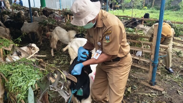 Dinas Pertanian, Perikanan dan Pangan Kabupaten Semarang bersama Balai Pelayanan Veteriner Jawa Tengah memperketat pengawasan hewan kurban di sejumlah lapak dan pasar hewan menjelang Iduladha 2026. Pemeriksaan dilakukan di Kabupaten Semarang pada 25 Mei 2026 untuk memastikan hewan dalam kondisi sehat, bebas PMK, layak disembelih, serta memenuhi ketentuan kesehatan dan syariat dengan melibatkan 306 petugas pengawas.