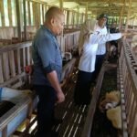BUMDes Sido Maju mengembangkan usaha penggemukan kambing Boer di Desa Duren guna memperkuat ketahanan pangan dan meningkatkan kesejahteraan warga. Program dijalankan bersama mitra usaha dengan memanfaatkan potensi hijauan melimpah, pola penggemukan intensif, serta pemasaran ternak hingga wilayah Klaten.