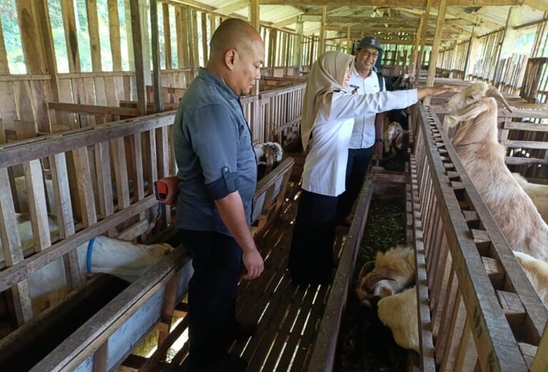 BUMDes Sido Maju mengembangkan usaha penggemukan kambing Boer di Desa Duren guna memperkuat ketahanan pangan dan meningkatkan kesejahteraan warga. Program dijalankan bersama mitra usaha dengan memanfaatkan potensi hijauan melimpah, pola penggemukan intensif, serta pemasaran ternak hingga wilayah Klaten.
