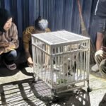Seekor kera ekor panjang yang berkeliaran di permukiman Dusun Ampelgading, Desa Kenteng, Kecamatan Bandungan, Kabupaten Semarang selama dua hari berhasil ditangkap warga bersama Pam Swakarsa Bima, Kamis (7/5/2026) malam. Satwa diduga kelaparan dan masuk ke warung warga hingga menyebabkan seorang warga terluka akibat gigitan dan cakaran saat proses penangkapan.