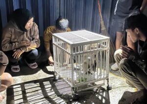 Seekor kera ekor panjang yang berkeliaran di permukiman Dusun Ampelgading, Desa Kenteng, Kecamatan Bandungan, Kabupaten Semarang selama dua hari berhasil ditangkap warga bersama Pam Swakarsa Bima, Kamis (7/5/2026) malam. Satwa diduga kelaparan dan masuk ke warung warga hingga menyebabkan seorang warga terluka akibat gigitan dan cakaran saat proses penangkapan.