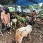 Menjelang Hari Raya Iduladha 2026, lapak kambing kurban musiman di Jalan Ahmad Yani, Sidomulyo, Ungaran Timur, Kabupaten Semarang, terlihat sepi pembeli. Didit, pedagang kambing asal Desa Nyatnyono, mengaku hanya membawa 60 ekor kambing atau kurang dari separuh stok tahun lalu akibat lesunya permintaan yang diduga dipengaruhi kondisi ekonomi masyarakat. Hingga H-2 Iduladha, baru 21 ekor kambing berhasil terjual.