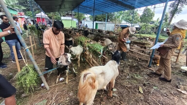Menjelang Hari Raya Iduladha 2026, lapak kambing kurban musiman di Jalan Ahmad Yani, Sidomulyo, Ungaran Timur, Kabupaten Semarang, terlihat sepi pembeli. Didit, pedagang kambing asal Desa Nyatnyono, mengaku hanya membawa 60 ekor kambing atau kurang dari separuh stok tahun lalu akibat lesunya permintaan yang diduga dipengaruhi kondisi ekonomi masyarakat. Hingga H-2 Iduladha, baru 21 ekor kambing berhasil terjual.