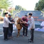 Polres Salatiga menyembelih 5 ekor sapi dan 9 kambing pada Idul Adha 1447 H, Rabu (27/5/2026), sebagai bentuk kepedulian sosial kepada masyarakat. Hewan kurban didistribusikan ke warga sekitar, pondok pesantren, dan yayasan di Kota Salatiga untuk mempererat kebersamaan serta sinergi Polri dengan masyarakat.