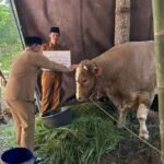 Bantuan sapi kurban dari Presiden Prabowo Subianto diserahkan Bupati Ngesti Nugraha kepada warga Dusun Duren, Desa Duren, Kecamatan Sumowono, Kabupaten Semarang, Selasa (26/5/2026). Sapi jenis simental berbobot 1,48 ton senilai sekitar Rp103 juta itu dipilih karena memenuhi standar kesehatan dan diberikan kepada wilayah yang belum pernah menerima bantuan serupa serta sempat terdampak bencana alam.