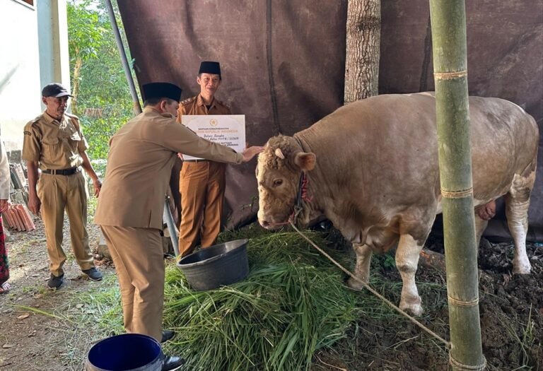 Bantuan sapi kurban dari Presiden Prabowo Subianto diserahkan Bupati Ngesti Nugraha kepada warga Dusun Duren, Desa Duren, Kecamatan Sumowono, Kabupaten Semarang, Selasa (26/5/2026). Sapi jenis simental berbobot 1,48 ton senilai sekitar Rp103 juta itu dipilih karena memenuhi standar kesehatan dan diberikan kepada wilayah yang belum pernah menerima bantuan serupa serta sempat terdampak bencana alam.