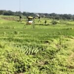 Cegah Serangan Wereng, Petani Milenial Gunung Tumpeng Semprotkan Insektisida Pakai Drone
