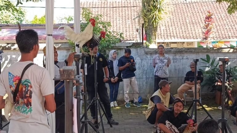 Sedikitnya 150 ayam ketawa dari berbagai daerah di Indonesia mengikuti Ayam Ketawa Contest Pusaka Cup 1 di Kompleks GOR KONI Salatiga, Minggu (7/6/2026). Kontes tingkat nasional ini digelar untuk melestarikan ayam ketawa asal Sidrap, Sulawesi Selatan, sekaligus memperkuat komunitas pecinta ayam ketawa yang terus berkembang di berbagai daerah.