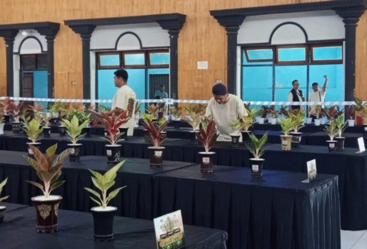 Sebanyak 215 peserta dari berbagai daerah di Indonesia mengikuti kontes Aglaonema yang digelar Asosiasi Aglaonema Nusantara (ASA) di Gedung Pertemuan Daerah Kota Salatiga, Minggu (28/6). Ajang ini menjadi wadah kompetisi, memperkuat jejaring antarkolektor, sekaligus menunjukkan prospek ekonomi tanaman hias yang masih menjanjikan dengan dukungan Pemerintah Provinsi Jawa Tengah.
