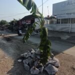 Warga Desa Wringinputih, Kecamatan Bergas, Kabupaten Semarang melakukan aksi penutupan sebagian ruas jalan rusak menggunakan batu belah dan pohon pisang sebagai bentuk protes terhadap kerusakan jalan yang diduga akibat lalu lalang truk tambang bermuatan berlebih. Warga meminta perbaikan jalan segera direalisasikan karena kondisi jalan dinilai membahayakan pengguna.