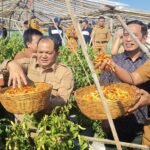 Petani cabai di Kecamatan Sumowono, Kabupaten Semarang, menghadapi penurunan harga saat musim panen meski produksi meningkat. Cabai sret kini hanya dihargai sekitar Rp20.000 per kilogram, sedangkan cabai merah keriting sekitar Rp16.000 per kilogram di tingkat petani. Melimpahnya hasil panen dan berkurangnya pembeli menyebabkan harga turun, sehingga keuntungan petani menjadi sangat tipis meski produktivitas tanaman cukup tinggi.
