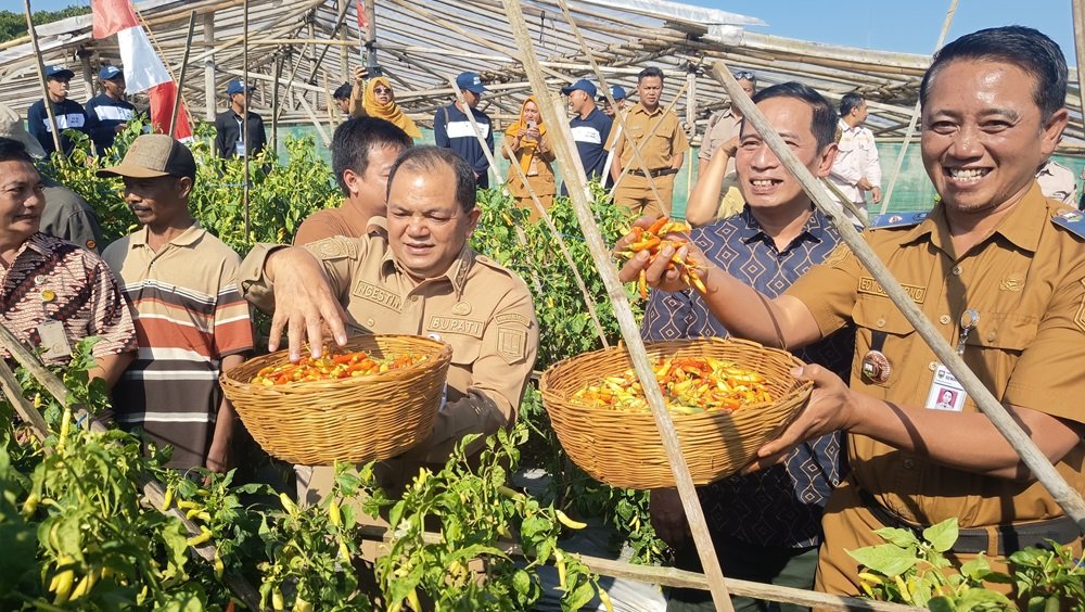 Petani cabai di Kecamatan Sumowono, Kabupaten Semarang, menghadapi penurunan harga saat musim panen meski produksi meningkat. Cabai sret kini hanya dihargai sekitar Rp20.000 per kilogram, sedangkan cabai merah keriting sekitar Rp16.000 per kilogram di tingkat petani. Melimpahnya hasil panen dan berkurangnya pembeli menyebabkan harga turun, sehingga keuntungan petani menjadi sangat tipis meski produktivitas tanaman cukup tinggi.