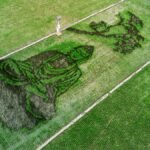 Seniman asal Bergas, Kabupaten Semarang, Sidik Gunawan, menuangkan keinginan menenangkan diri melalui karya pari corek bergambar Buddha yang sedang bersemedi di lahan sawah seluas 1.200 meter persegi. Ia memanfaatkan padi hijau dan Black Madras untuk membentuk gambar sekaligus mengembangkan potensi wisata dan ekonomi petani tanpa mengalihfungsikan lahan.