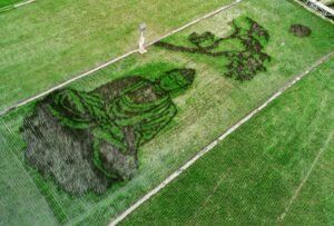 Seniman asal Bergas, Kabupaten Semarang, Sidik Gunawan, menuangkan keinginan menenangkan diri melalui karya pari corek bergambar Buddha yang sedang bersemedi di lahan sawah seluas 1.200 meter persegi. Ia memanfaatkan padi hijau dan Black Madras untuk membentuk gambar sekaligus mengembangkan potensi wisata dan ekonomi petani tanpa mengalihfungsikan lahan.