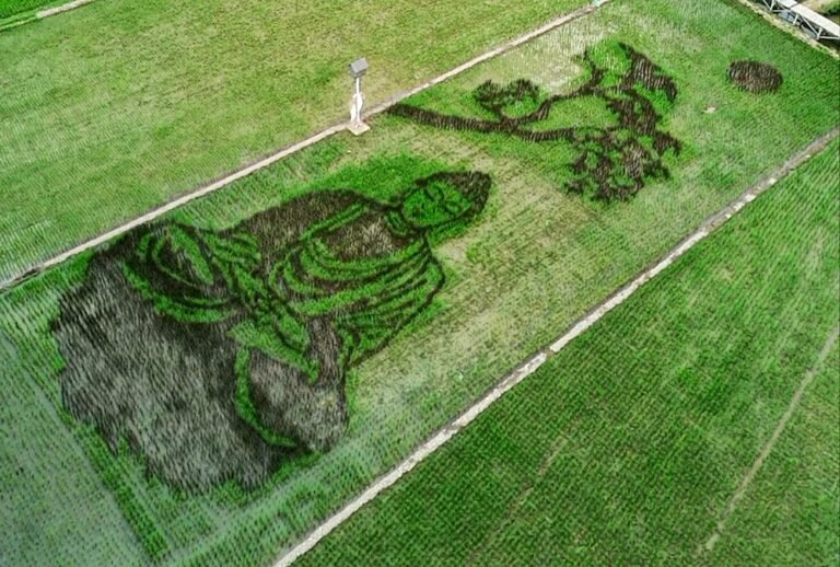 Seniman asal Bergas, Kabupaten Semarang, Sidik Gunawan, menuangkan keinginan menenangkan diri melalui karya pari corek bergambar Buddha yang sedang bersemedi di lahan sawah seluas 1.200 meter persegi. Ia memanfaatkan padi hijau dan Black Madras untuk membentuk gambar sekaligus mengembangkan potensi wisata dan ekonomi petani tanpa mengalihfungsikan lahan.
