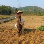 Musim kemarau menyebabkan tanaman padi berusia sekitar 20 hari setelah semai di Dusun Pluwang, Desa Wringin Putih, Kecamatan Bergas, Kabupaten Semarang, mati akibat pasokan irigasi tidak mencukupi. Kondisi ini membuat petani penggarap mengalami kerugian jutaan rupiah setelah sebelumnya menghadapi gagal panen akibat serangan hama tikus pada musim tanam sebelumnya.