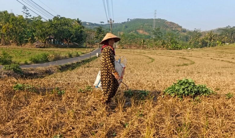 Musim kemarau menyebabkan tanaman padi berusia sekitar 20 hari setelah semai di Dusun Pluwang, Desa Wringin Putih, Kecamatan Bergas, Kabupaten Semarang, mati akibat pasokan irigasi tidak mencukupi. Kondisi ini membuat petani penggarap mengalami kerugian jutaan rupiah setelah sebelumnya menghadapi gagal panen akibat serangan hama tikus pada musim tanam sebelumnya.