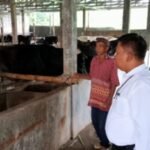 Sebanyak 31 sapi di Kota Salatiga terkonfirmasi Penyakit Mulut dan Kuku (PMK) sepanjang Januari hingga 4 September 2026. Dispangtan Salatiga menyebut lalu lintas sapi dari luar daerah menjadi faktor utama penyebaran penyakit. Dari jumlah tersebut, 30 sapi telah sembuh dan satu dipotong paksa, sementara saat ini tidak ada kasus aktif.